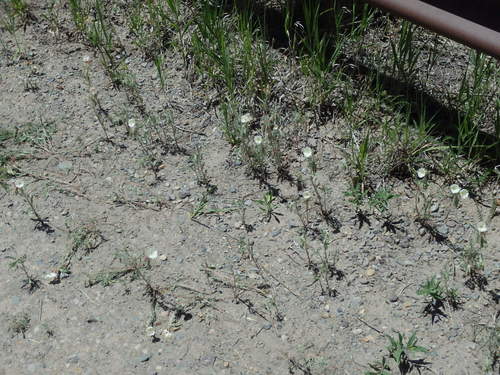 GDMBR: Morning Glory like flowers.